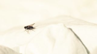 Anna Oussankina Explicit Nudity, Sex Scene in 'Sommerloch'