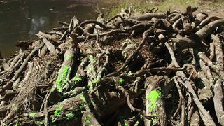 Cortney Palm nude, Lexi Atkins sexy, Rachel Melvin sexy – Zombeavers (2014)