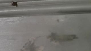 Daphne Zuniga - Last Rites (1988)