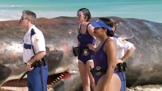 Irina Voronina, Mary Castro, Marisa Petroro Nude - Reno 911! Miami (2007)