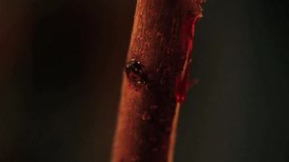 Tamar Pelzig - Eve (2011) celeb booby hot scene