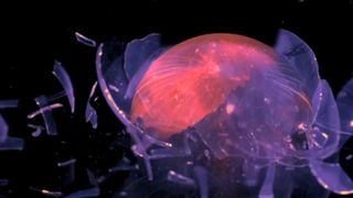 Tamar Pelzig - Eve (2011) celeb booby hot scene