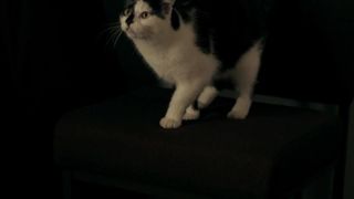 Honeysuckle Weeks, Brittania Nicol, and other - The Wicker Tree (2011) celeb booby show