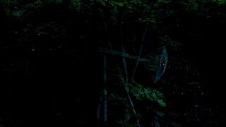 Asian Erotic Scenes ⭐ Natsuko Kobayashi nude ⭐  Birdsong (2019)