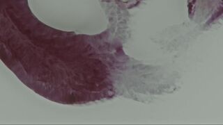 Nikolitsa Ntrizi sexy bath scene. Maneki Neko (2017)