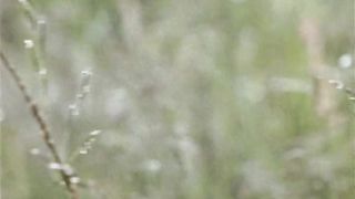 Renata Dancewicz  - Devilish Education