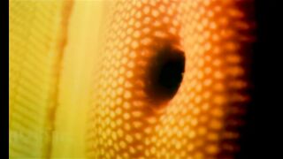 Laura Morante, Ana Obregón Nude - La mirada del otro (ES 1998)