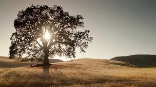Lauren Avery, Dasha Nekrassova Naked actresses in a The Lotus Gun Nude(2015)