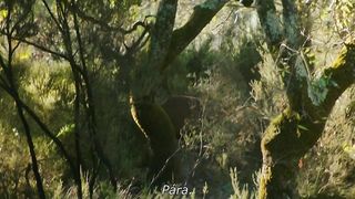 Juliane Elting, Flora Bulcao, Isabelle Puntel - O Ornitologo (2016) Nude movie scenes