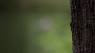 Valerie Scott-Keys, Chloe Levine - The Ranger (2018) Hot film scene