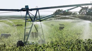 Patrycja Planik - Lillian (2019) Shaved Actress in nude scene